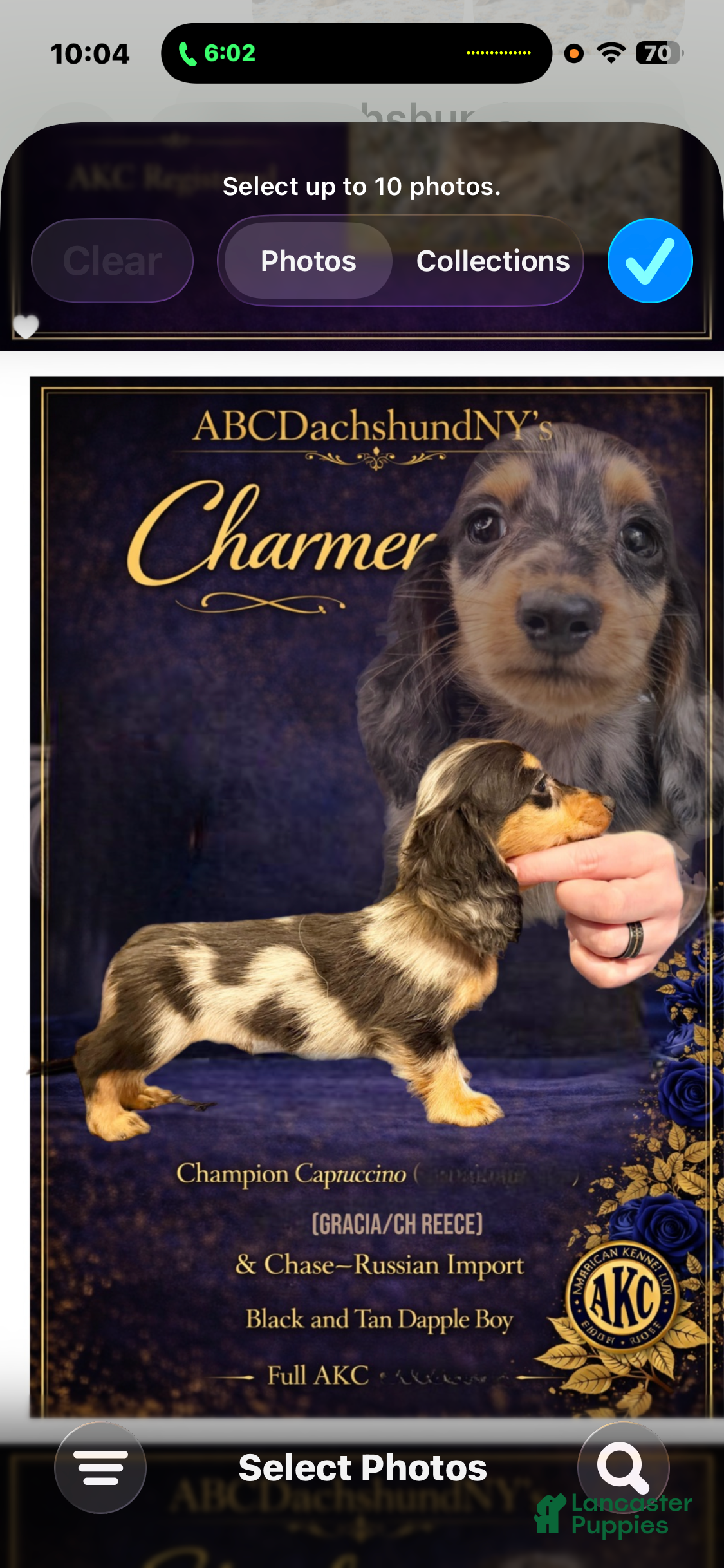 Miniature Dachshund dogs Ch Cappuccino AKC boy - Ad 14