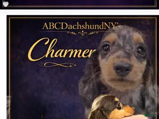 Miniature Dachshund dogs Ch Cappuccino AKC boy - Ad 14