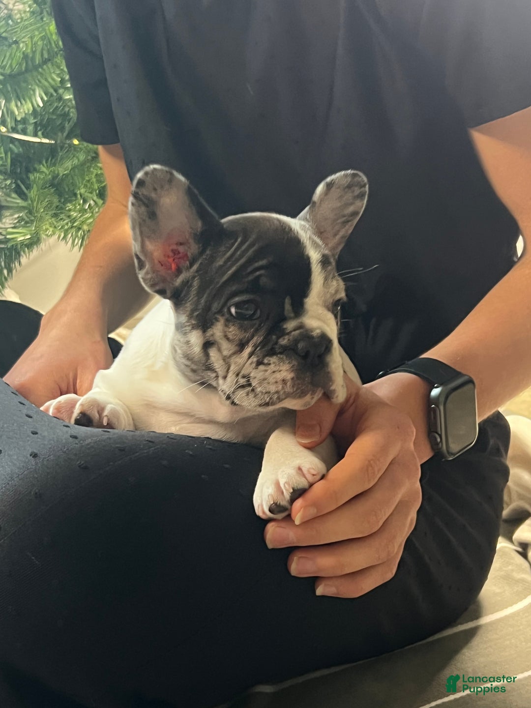 French Bulldog dogs for sale: Piper - Ad 10