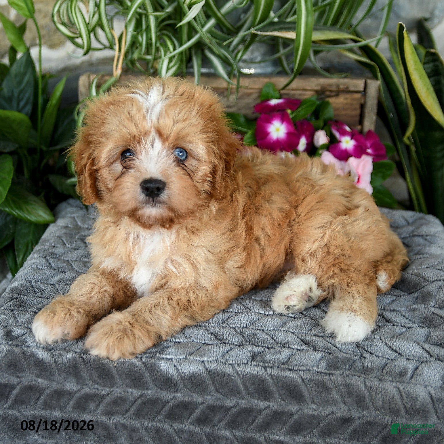 Cavapoo dogs Taffy - Ad 1