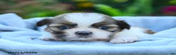 Shih Tzu dogs for sale: Maya - Ad 3