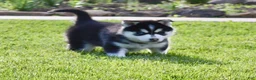 Pomsky dogs for sale: Buster - Ad 6