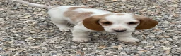 Dachshund dogs for sale: Posy - Ad 2
