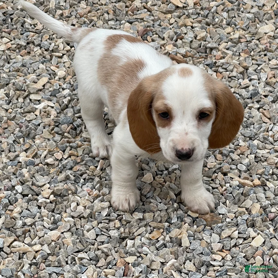 Dachshund dogs for sale: Posy - Ad 2