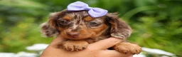 Miniature Dachshund dogs for sale: Isabelle🩷  - Ad 17