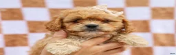 Cavapoo dogs for sale: Reena Cavapoo Pup - Ad 4