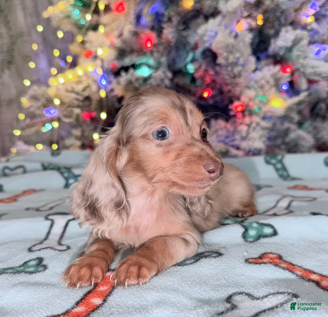 Miniature Dachshund dogs for sale: Bright blue eye - Ad 26