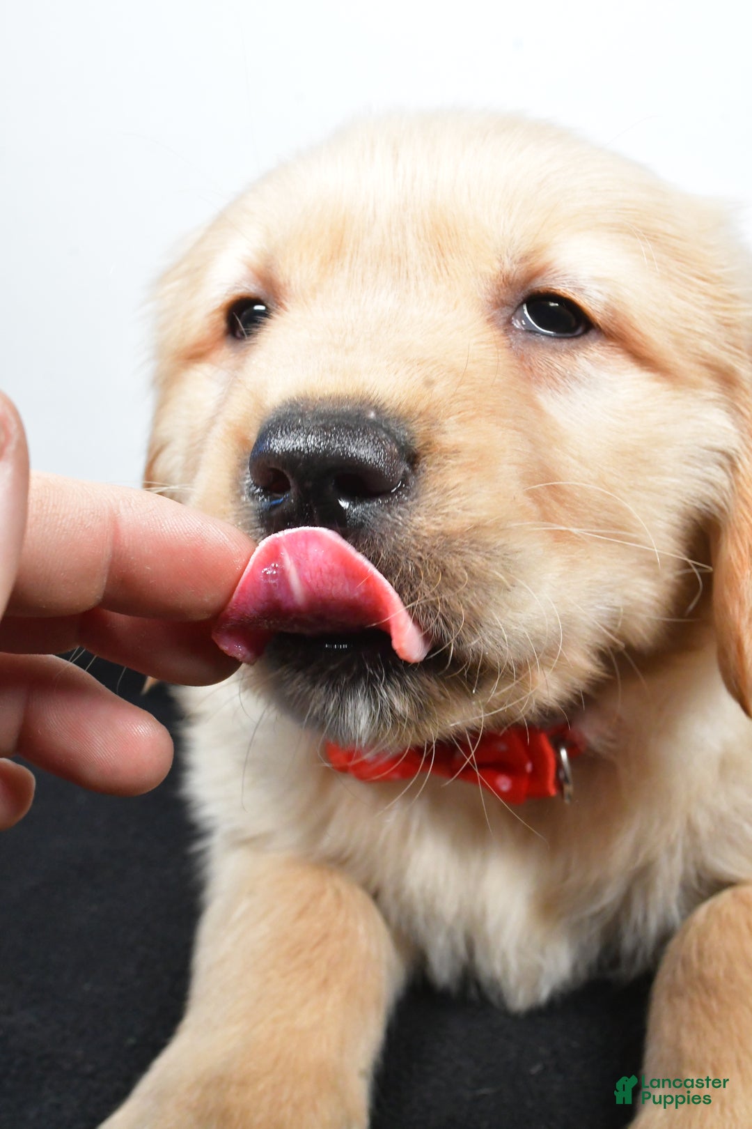 Golden Retriever dogs for sale: Jasper - Ad 8