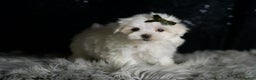 Maltese dogs for sale: Cotton - Ad 6