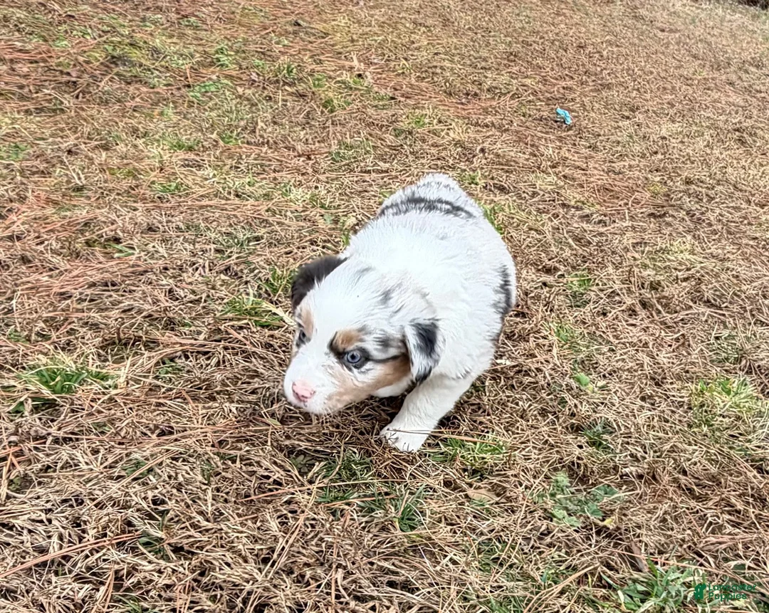 Australian Shepherd dogs for sale: Prince - Ad 6