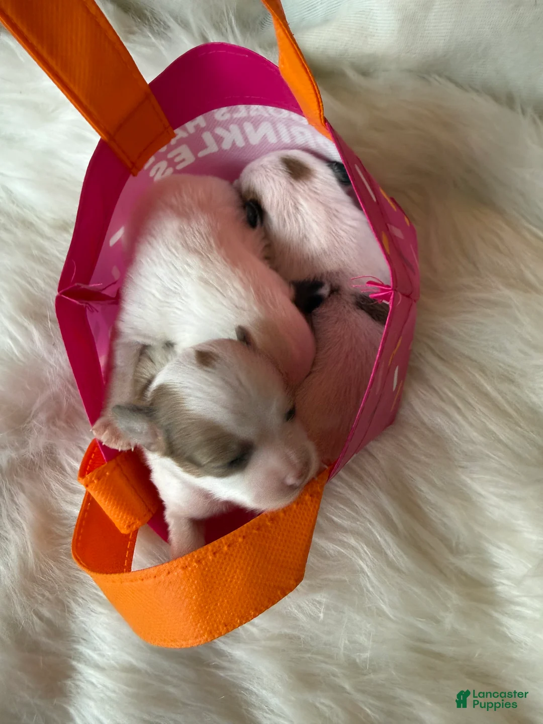 Chihuahua dogs for sale: Chihuahua Puppy 1 - Ad 3