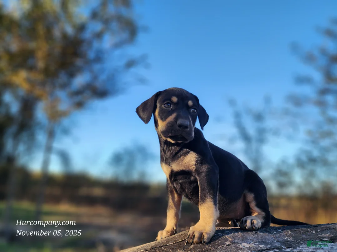 Catahoula Leopard Dog dogs for sale: Tracy II 2025 Female 3 - Ad 5