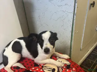 Chihuahua dogs Chihuahua Puppy 1 - Ad 16