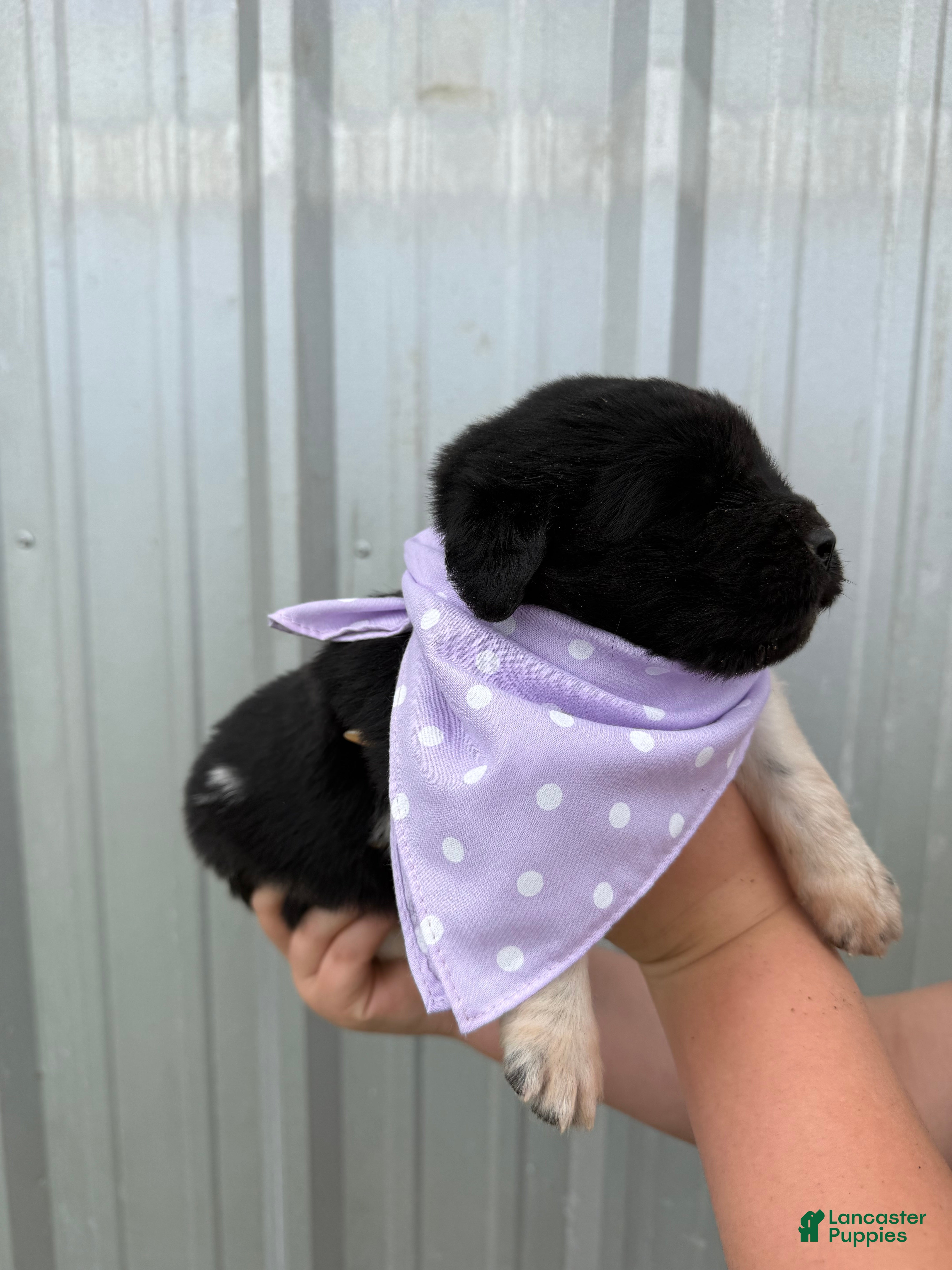 Newfoundland dogs Newfoundland Purple Female  - Ad 6