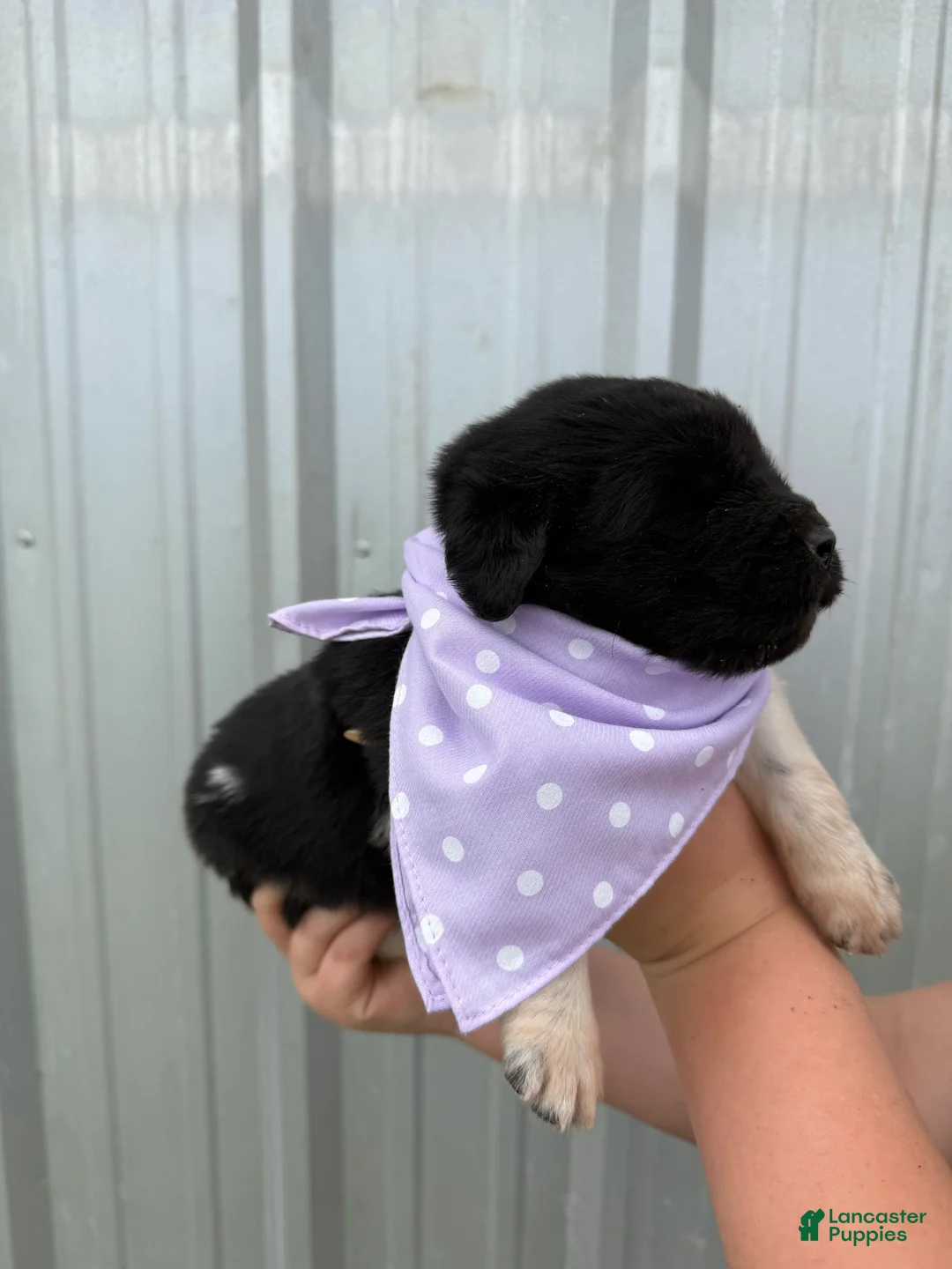 Newfoundland dogs for sale: Newfoundland Purple Female  - Ad 1