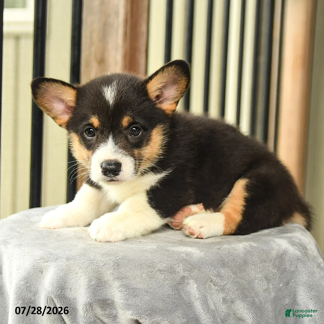 Welsh Corgi Pembroke dogs for sale: Wildcat - Ad 2