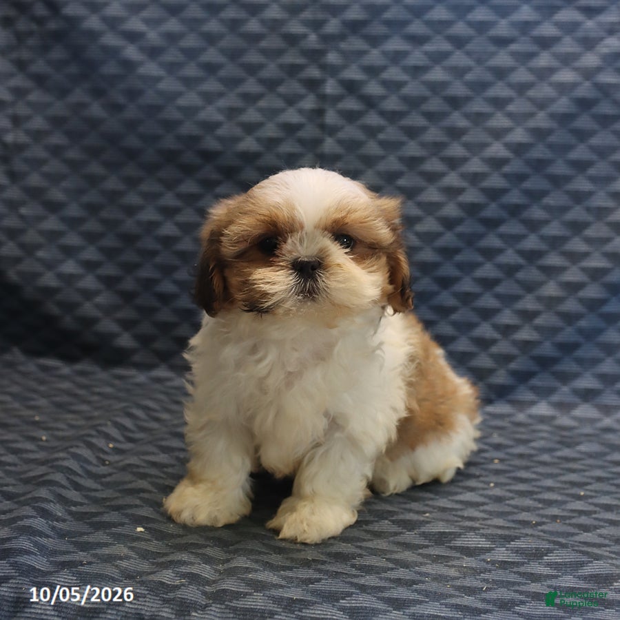 Shih Tzu dogs Peggy - Ad 1
