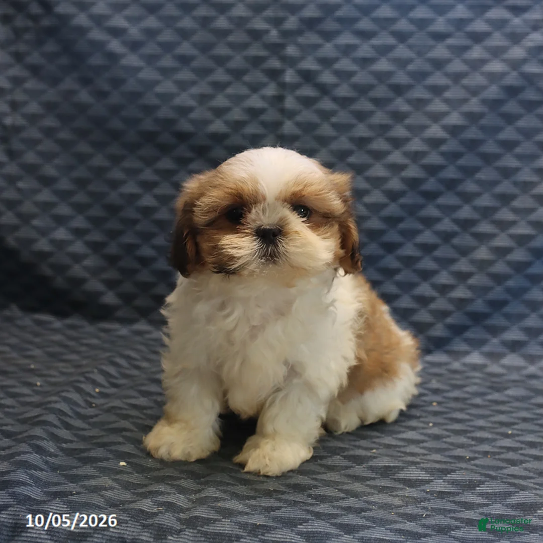Shih Tzu dogs for sale: Peggy - Ad 1