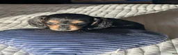 Miniature Dachshund dogs for sale: Blueberry muffin and lightnings litter - Ad 2