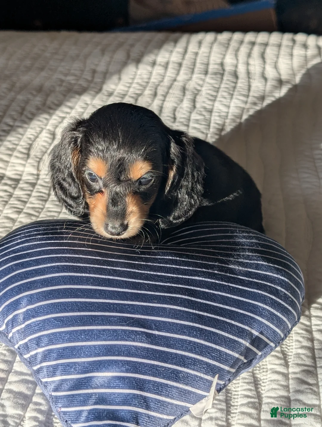 Miniature Dachshund dogs for sale: Blueberry muffin and lightnings litter - Ad 2