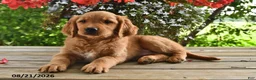 Golden Retriever dogs for sale: Ozzie - Ad 3