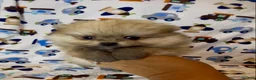 Pomeranian dogs for sale: Gelato - Ad 10