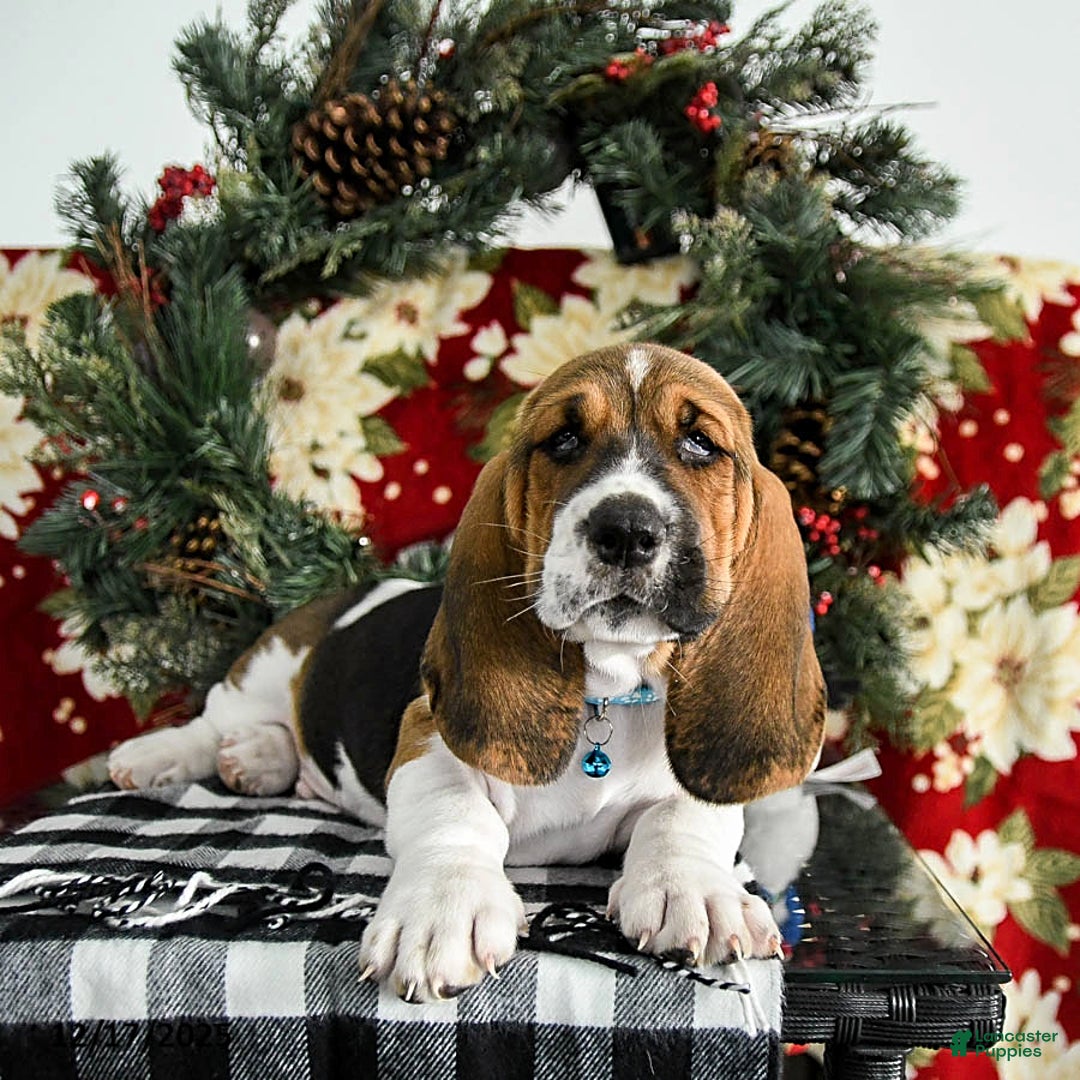 Basset Hound dogs for sale: Flynn - Ad 3