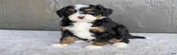 Mini Bernedoodle dogs for sale: Charlie  - Ad 5