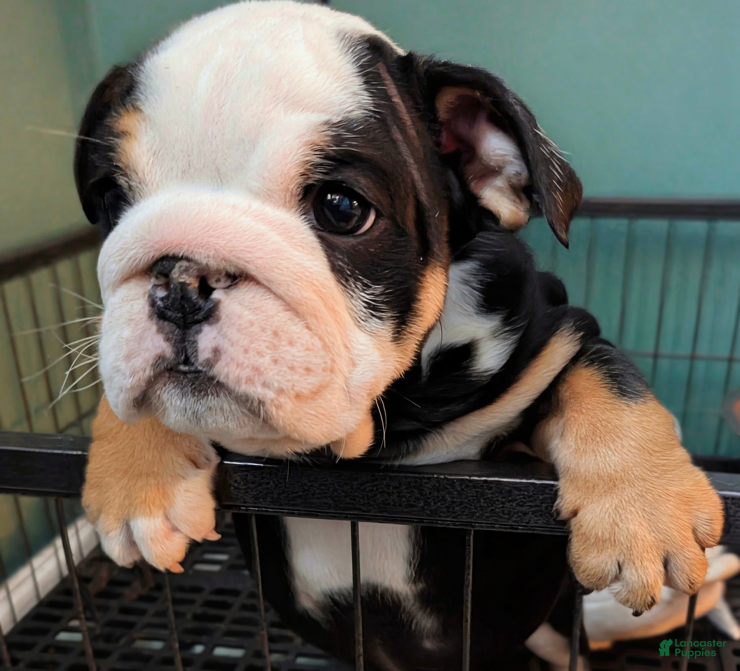 English Bulldog dogs Ross - Ad 28