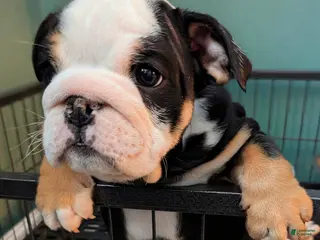 English Bulldog dogs Ross - Ad 28