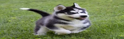 Siberian Husky dogs for sale: Tank - Ad 3