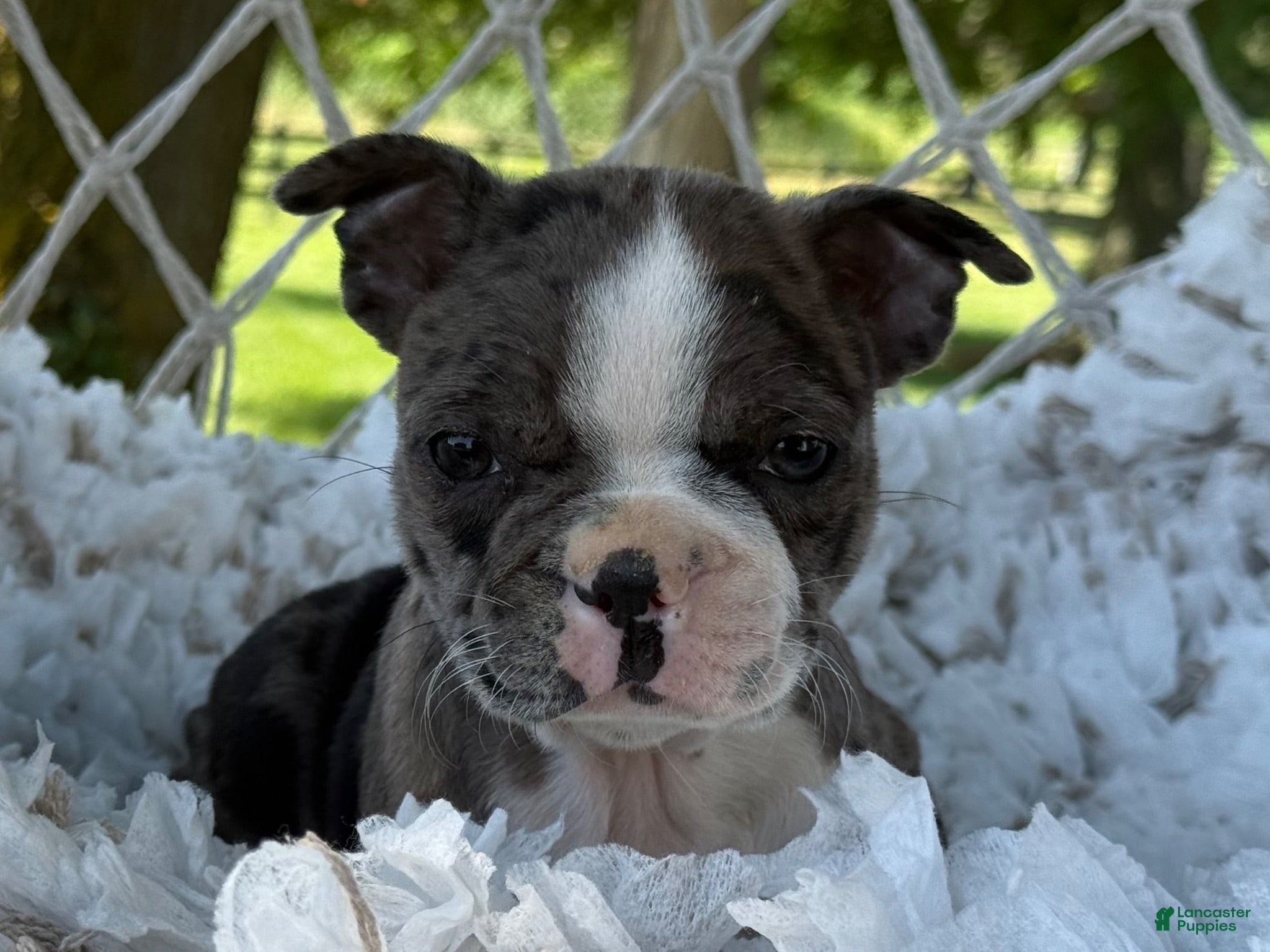 Boston Terrier dogs Macy - Ad 2