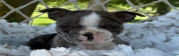 Boston Terrier dogs for sale: Macy - Ad 2