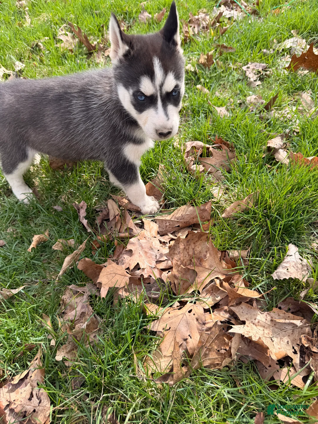 Siberian Husky dogs for sale: Zeus - Ad 1