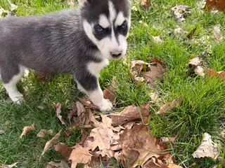 Siberian Husky dogs Zeus - Ad 22