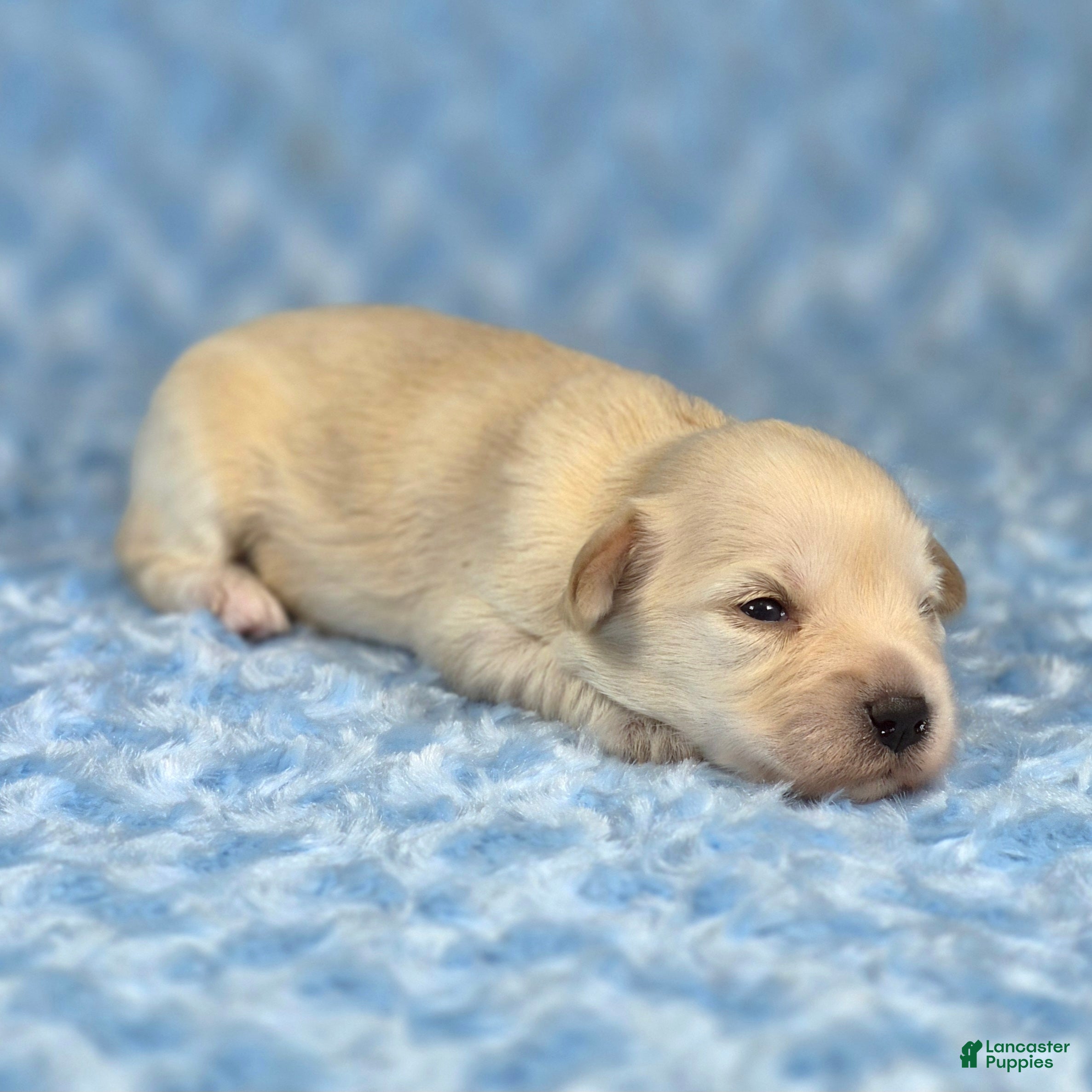Miniature Schnauzer dogs Biscuit - Ad 2