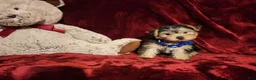 Yorkshire Terrier dogs for sale: *KODY* - Ad 6