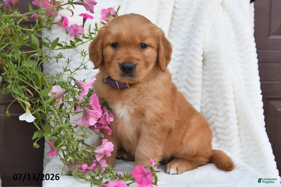 Golden Retriever dogs for sale: Camila - Ad 1
