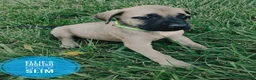 English Mastiff dogs for sale: Slim - Ad 3