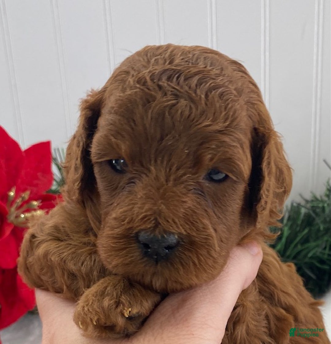 Cavapoo dogs for sale: Sparky - Ad 3