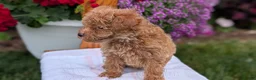 Toy Poodle dogs for sale: Lando - Ad 4