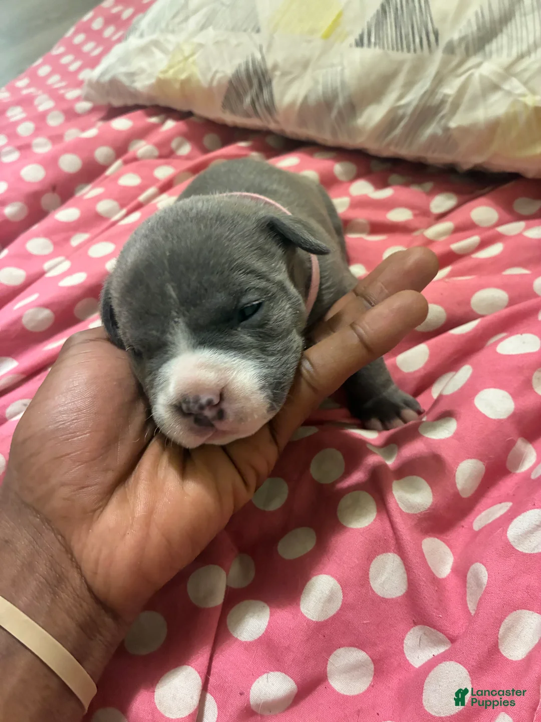 American Bully dogs for sale: American Bully Puppy 5 - Ad 2
