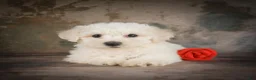 Bichon Frise dogs for sale: Buddy - Ad 9