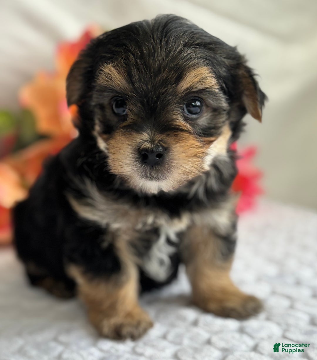 Morkie dogs for sale: Nicky - Ad 3