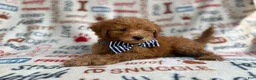 Mini Goldendoodle dogs for sale: Luke - Ad 7