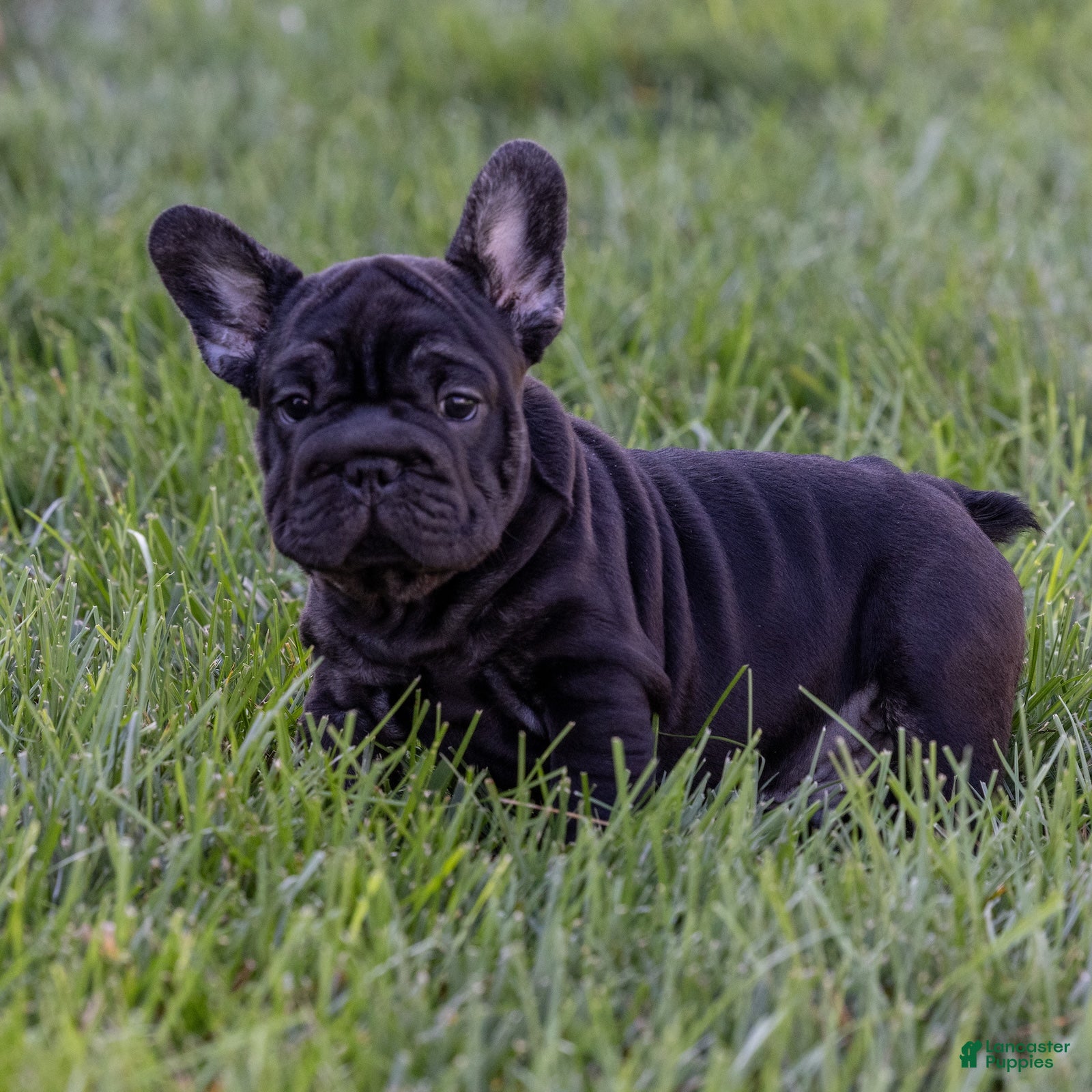 French Bulldog dogs Spidey - Ad 2