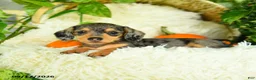 Miniature Dachshund dogs for sale: Sparkles - Ad 1