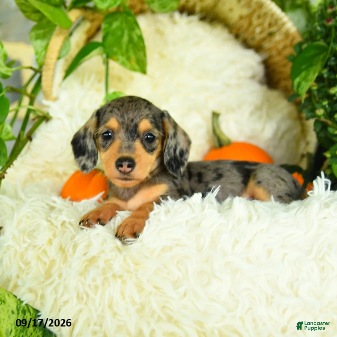 Miniature Dachshund dogs for sale: Sparkles - Ad 1