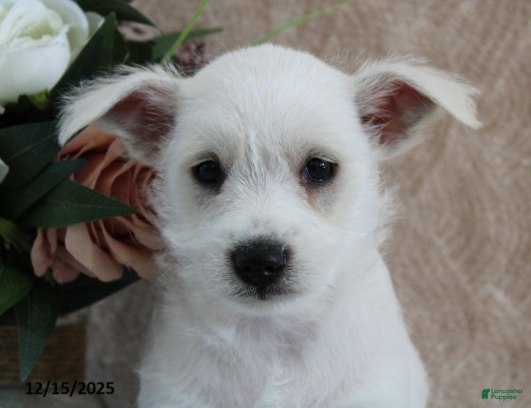 Miniature Schnauzer dogs for sale: Preston - Ad 5