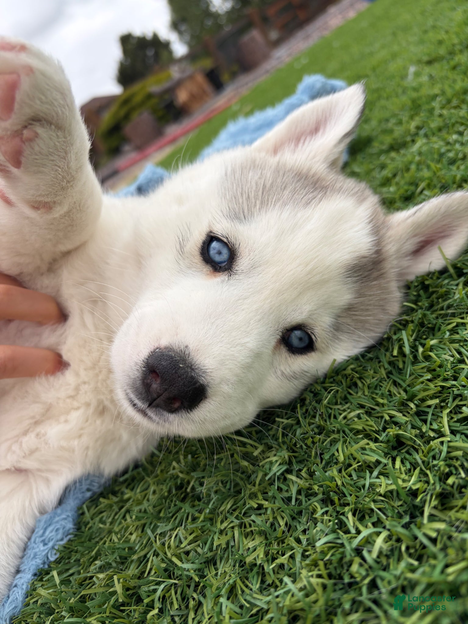 Siberian Husky dogs  Valkiera - Ad 1